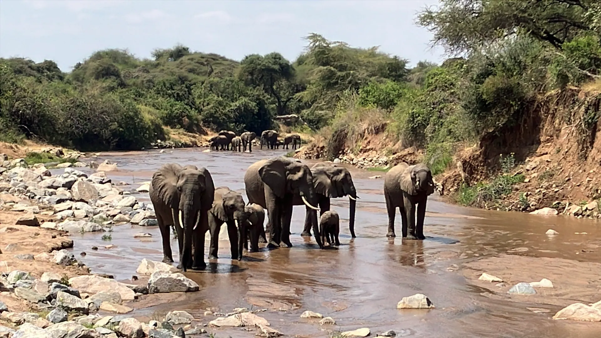 Elephants in Tanzania